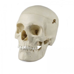 Adult Female Model Skull